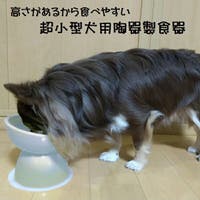 Skater（スケーター）のファッション雑貨/ペットグッズ