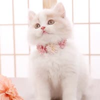 SneepDip | ASHW0001799