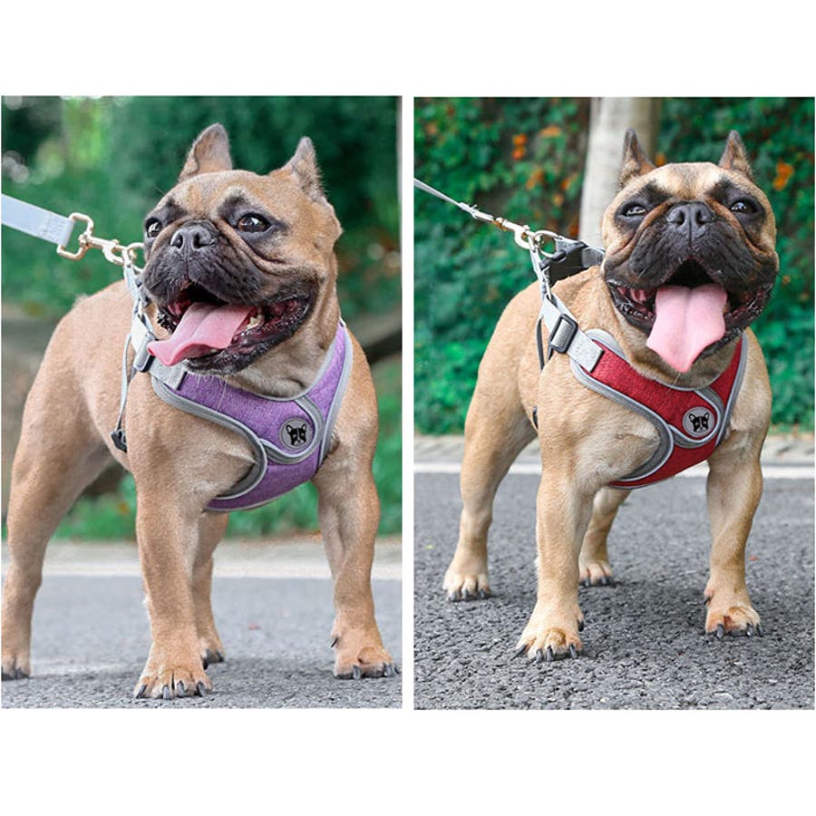 犬 ハーネス リード付き[品番：BCYW0031861]｜BACKYARD  FAMILY（バックヤードファミリー）のファッション通販｜SHOPLIST（ショップリスト）