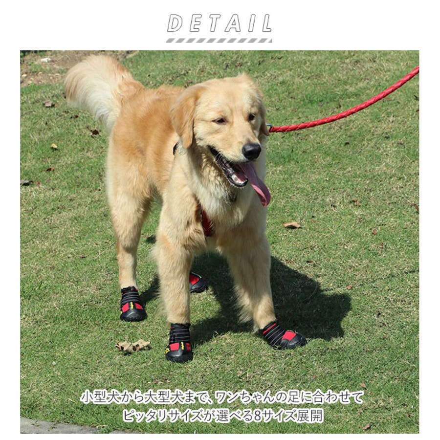 在庫処分セール テ 犬 靴 kdoga1702[品番：BCYW0011909 メッシュタイプ 撥水タイプ コレクション