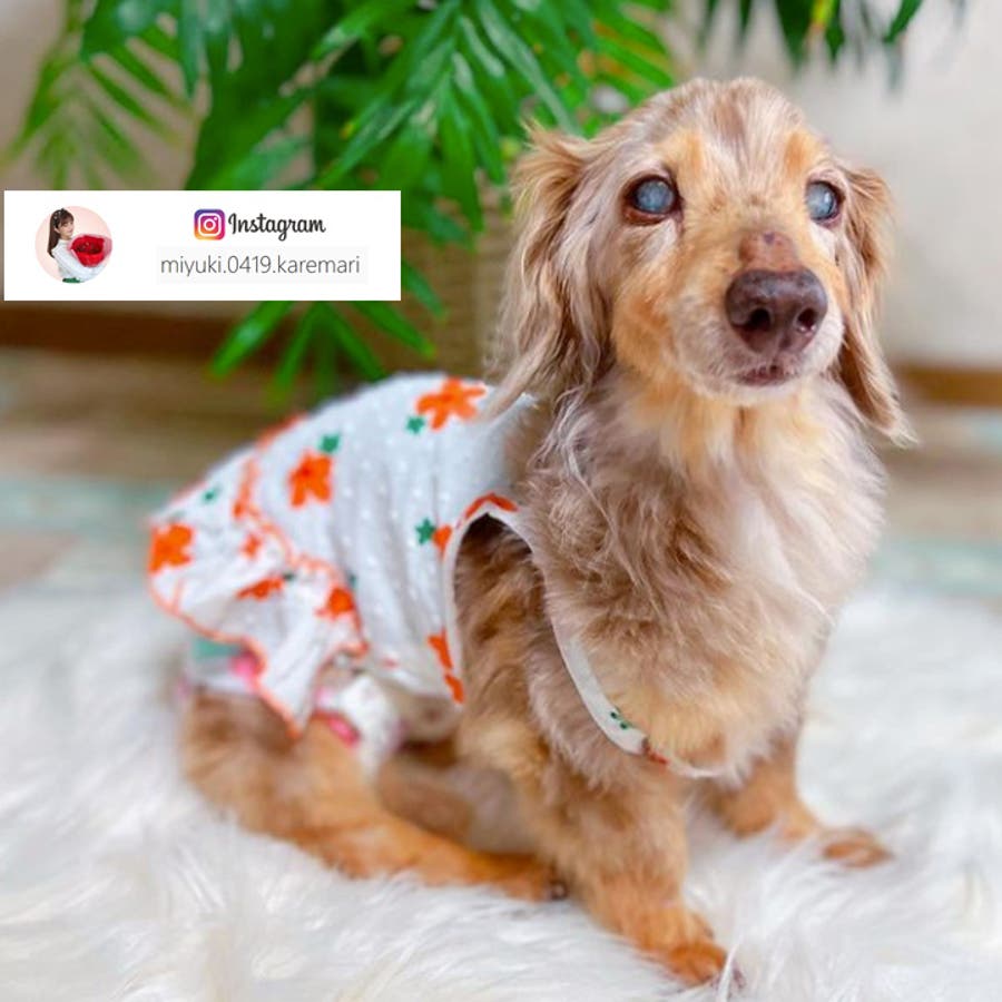 犬 犬服 犬用 ペット服 チョーカー アクセサリー ハーネス 胴輪