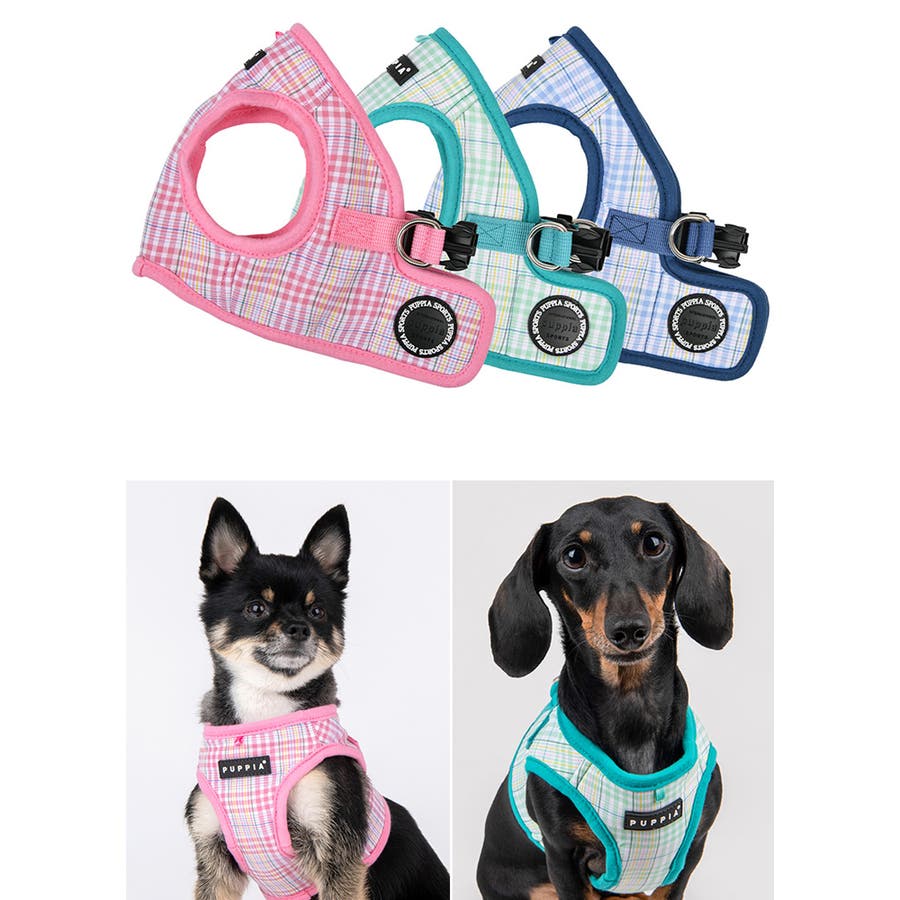 いぬ 30065691_0.jpg