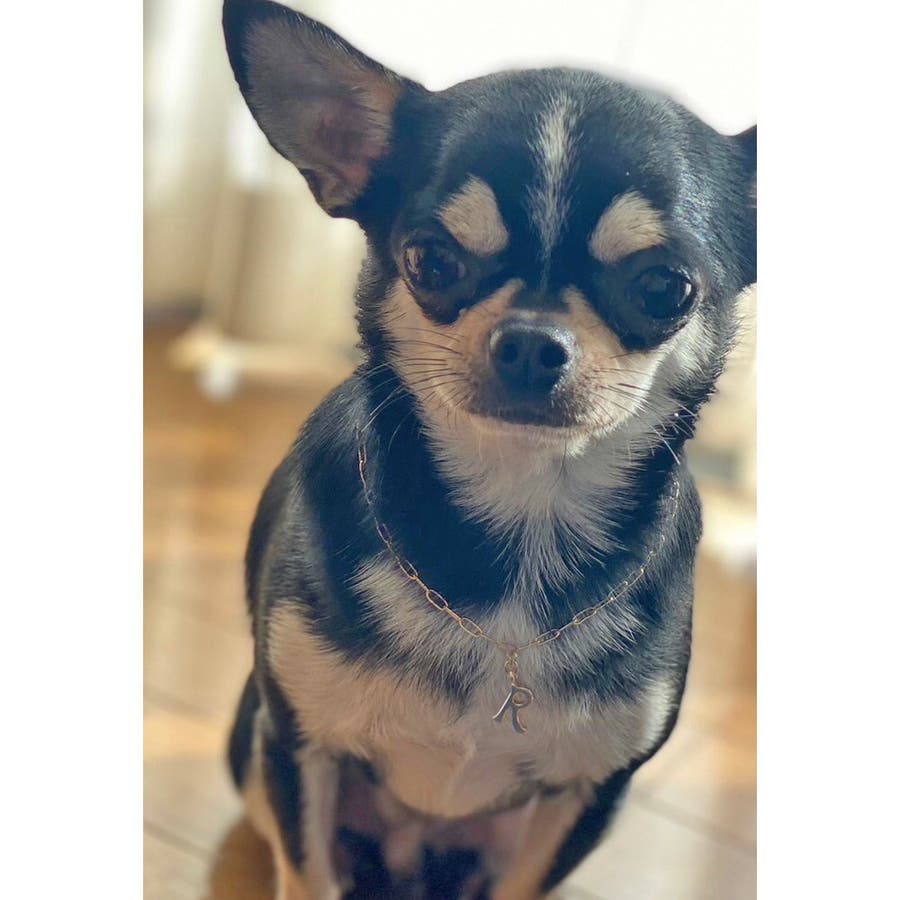 犬服・アクセサリー nov1012 mdjp1677st.jpg