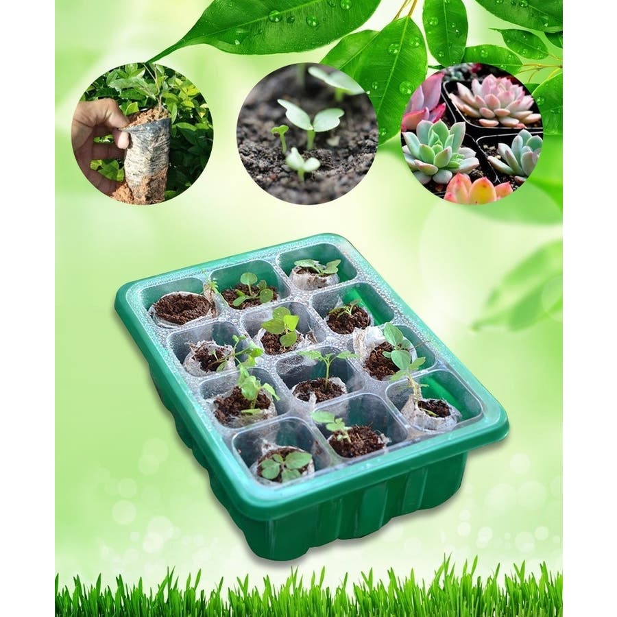 2024実生苗セットa⚠️ 4センチポット 【公式通販】