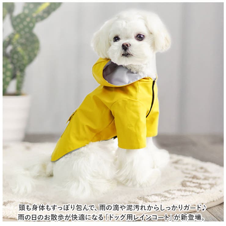 犬