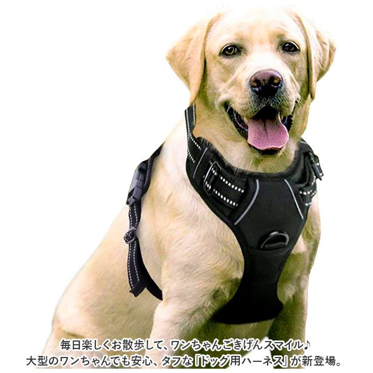 犬