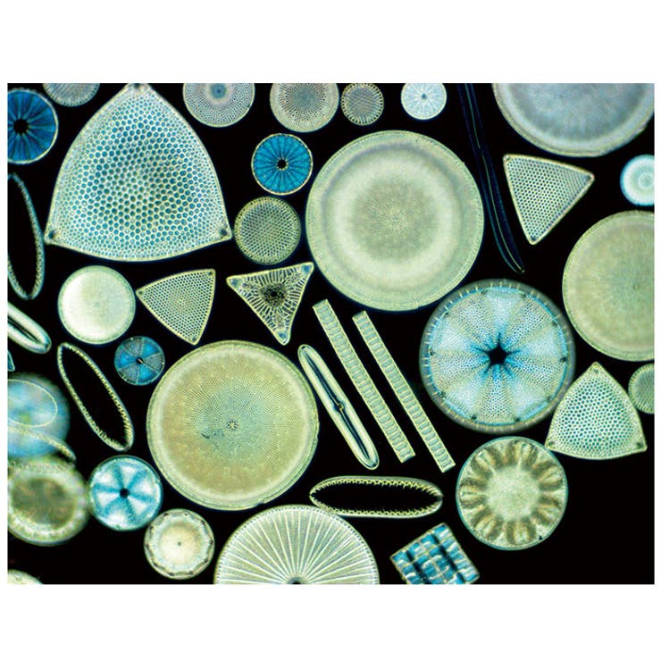 soil