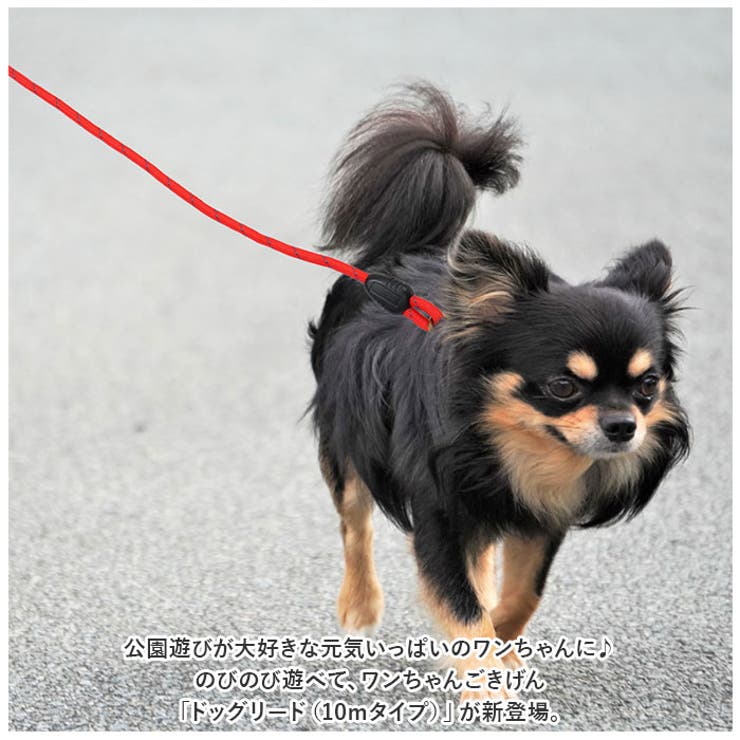 犬 リード 10m pmylead13 | BACKYARD FAMILY | 詳細画像2 