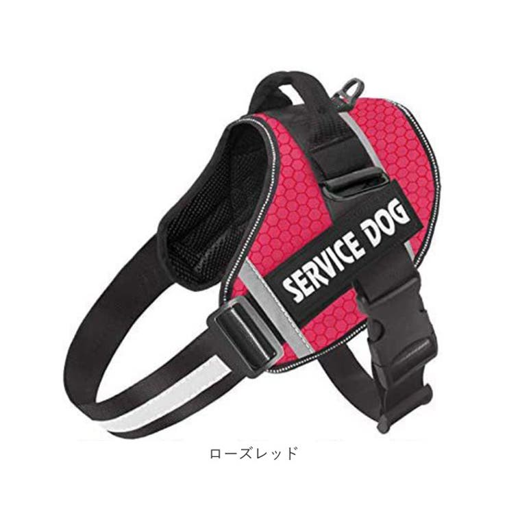 犬
