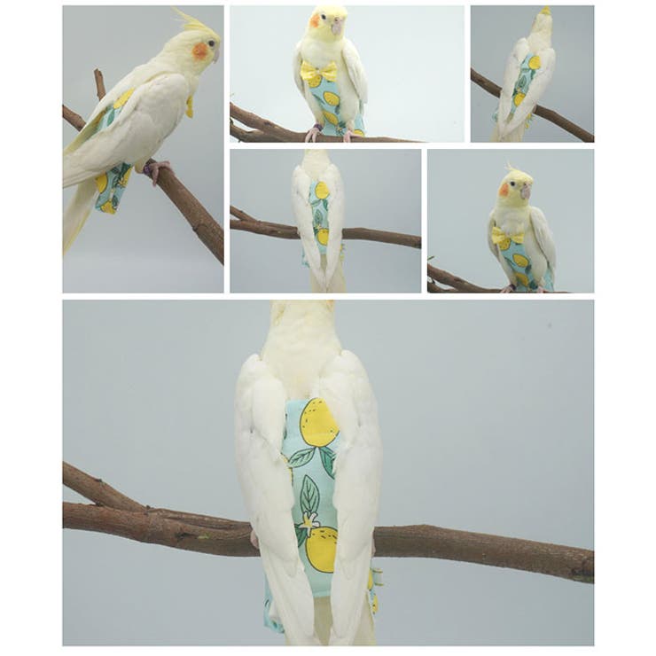 日本全国送料無料商品 | 特集 | 鳥用おむつ インコ おむつ 鳥服[品番：BCYW0033484]｜BACKYARD 鳥かご・パーツ類