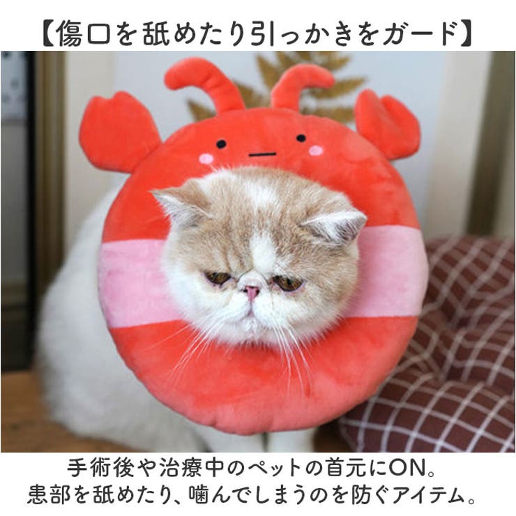 エリザベスカラー 猫用 犬用 | BACKYARD FAMILY | 詳細画像9 