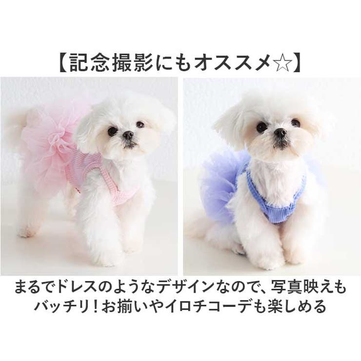 犬