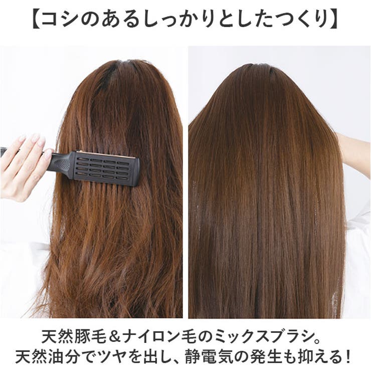 Gynanisa maja ♂♀ペアセット Gynanisa maja ♂♀ペアセット