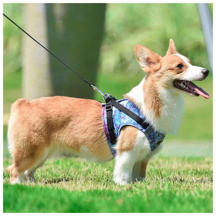 72時間限定タイムセール ハンター 犬用 ハーネス リードセットディヴォ Mサイズ グリーン 新品 Checklists Com 72時間限定タイムセール ハンター 犬用 ハーネス リードセットディヴォ Mサイズ グリーン 新品 Checklists Com