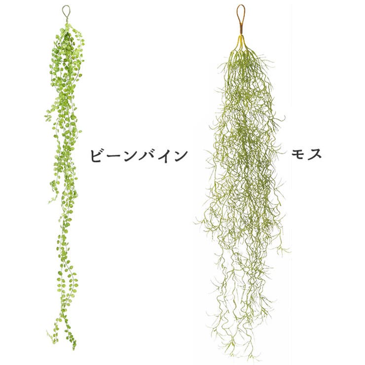 光触媒 インテリアグリーン | BACKYARD FAMILY | 詳細画像6 