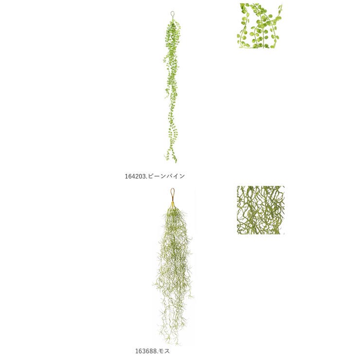 光触媒 インテリアグリーン | BACKYARD FAMILY | 詳細画像10 