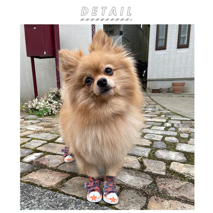 犬