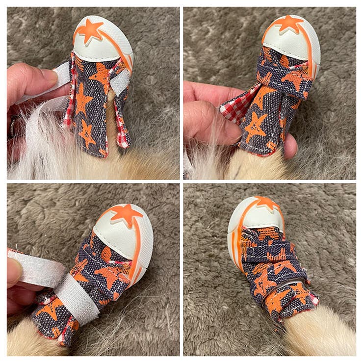 犬
