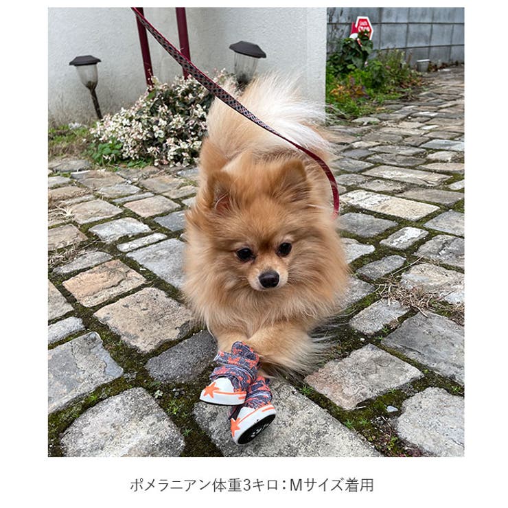 犬