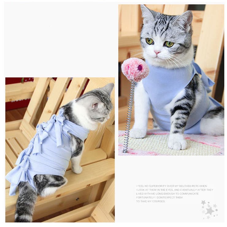 猫 術後服 ya001 | BACKYARD FAMILY | 詳細画像3 