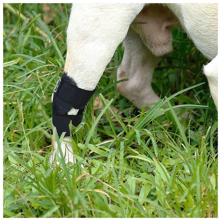 犬用膝サポーター Kdogdd0281 品番 yw Backyard Family バックヤードファミリー のファッション通販 Shoplist ショップリスト