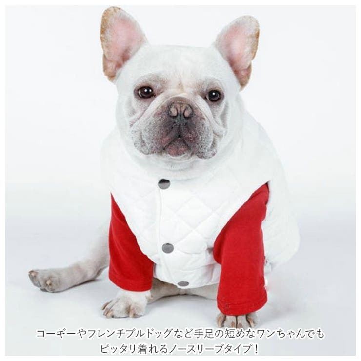 犬
