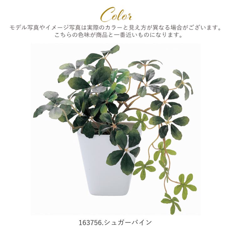 光触媒 インテリアグリーン KUポット | BACKYARD FAMILY | 詳細画像8 