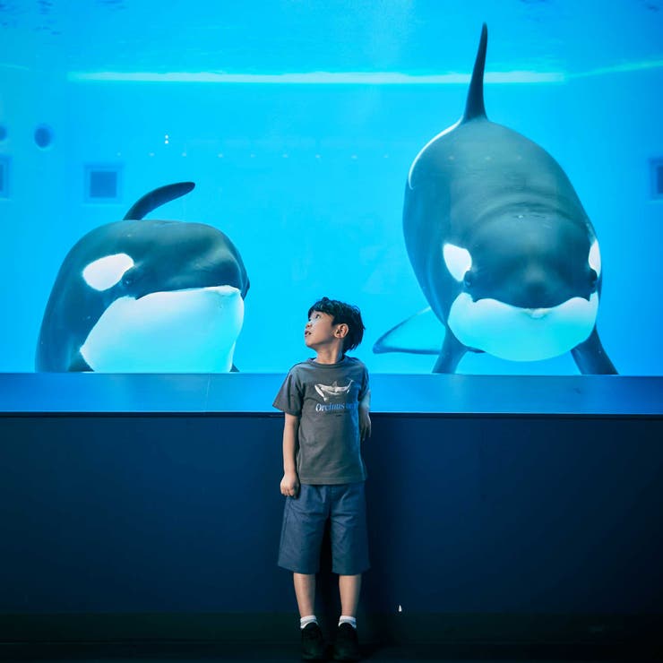 シャチ イルカ 図鑑風半袖Tシャツ | BeBe | 詳細画像6 