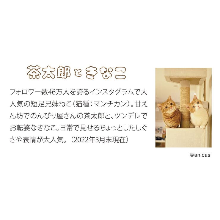 茶太郎ときなこカレンダー 2023Calendar 壁掛けカレンダー2023年[品番