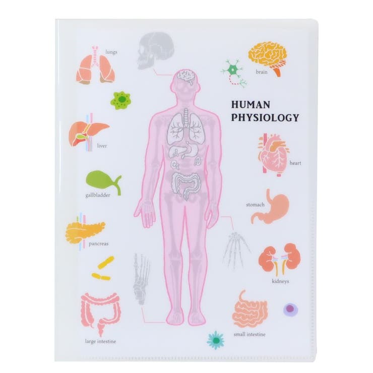 STUDY HOLIC ポケットファイル | cinemacollection | 詳細画像1 