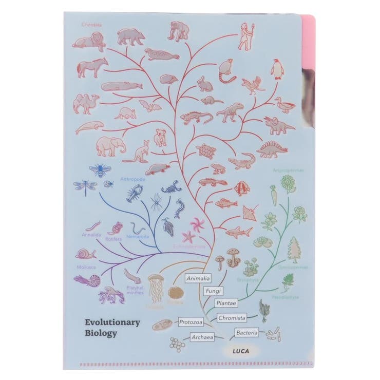 STUDY HOLIC ポケットファイル | cinemacollection | 詳細画像1 