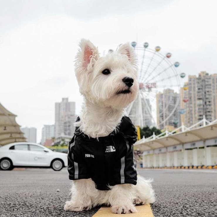 犬服 レインコート THE | Gain-Mart | 詳細画像10 