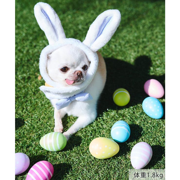 【DOG】イースターうさぎ犬 | ROPE' PICNIC | 詳細画像6 
