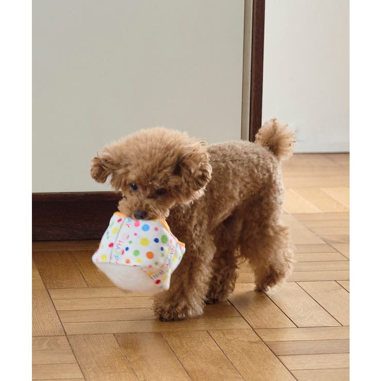 【DOG】birthday ギフトボックストイ | ROPE' PICNIC | 詳細画像2 