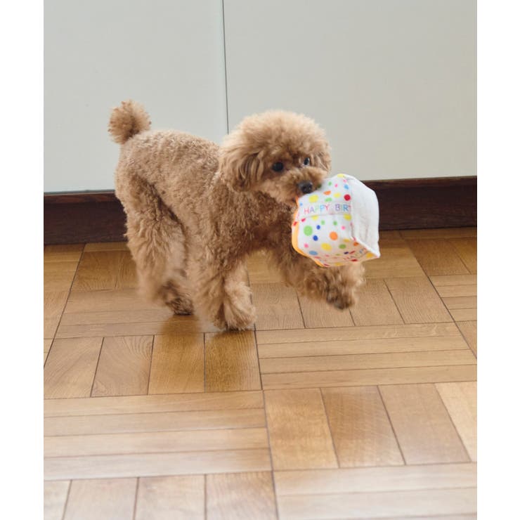 【DOG】birthday ギフトボックストイ | ROPE' PICNIC | 詳細画像4 