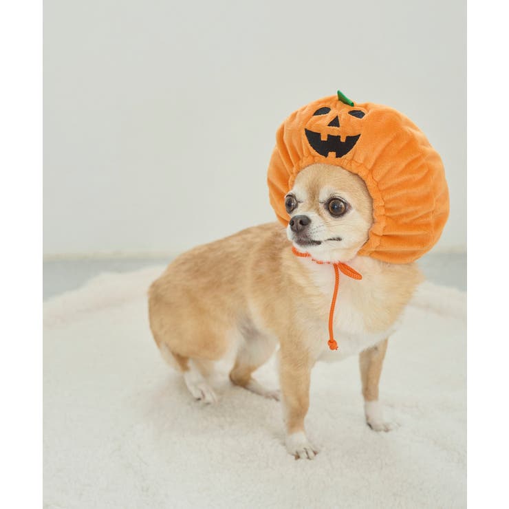 【DOG】ハロウィンかぼちゃ | ROPE' PICNIC | 詳細画像6 