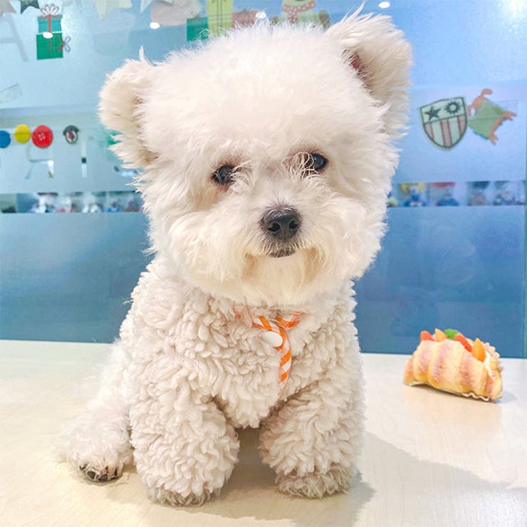 犬服 ペットグッズ ドッグウェア ボアアウター 長袖 柄刺繍 ドッグウェア | karei | 詳細画像18 