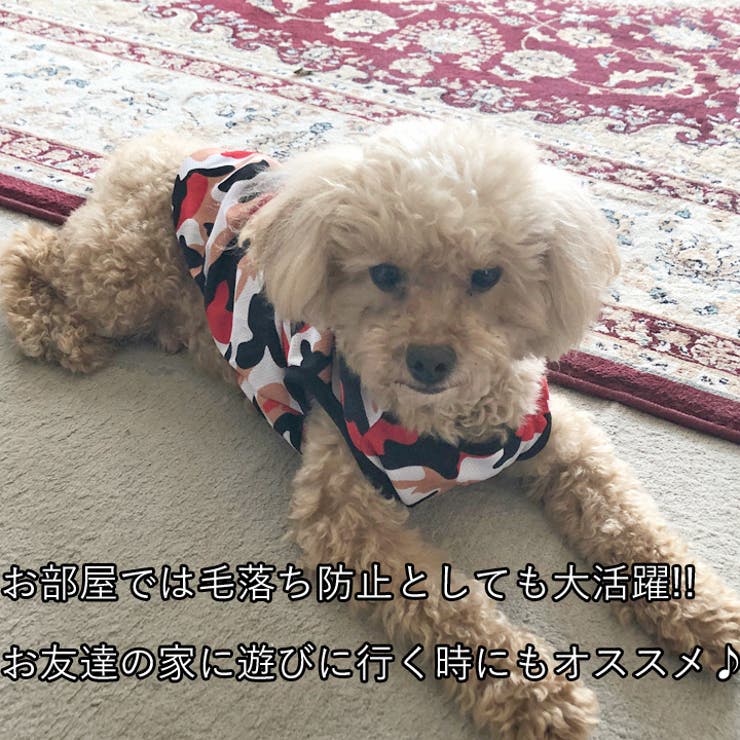 犬 服 犬服 | K-city | 詳細画像4 