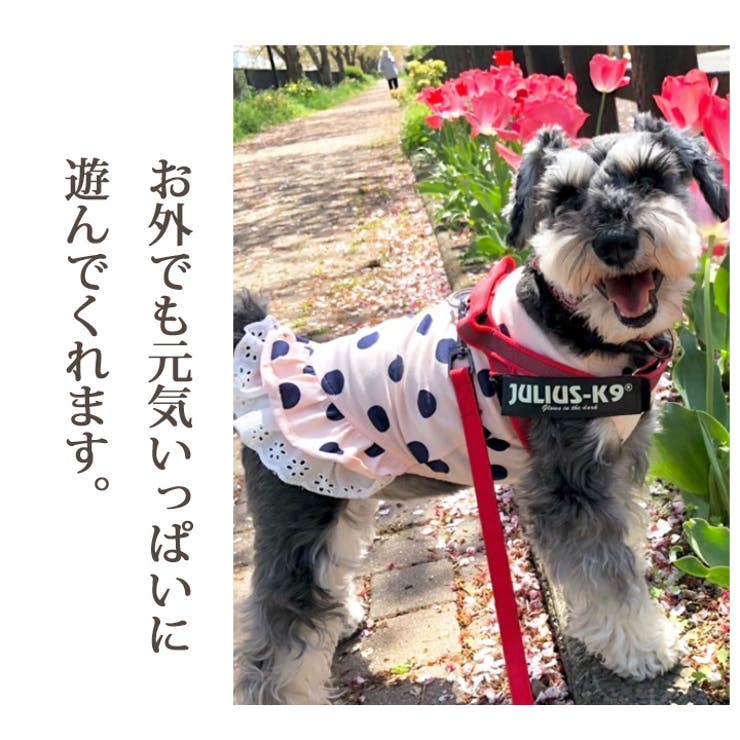犬 服 犬服 | K-city | 詳細画像4 
