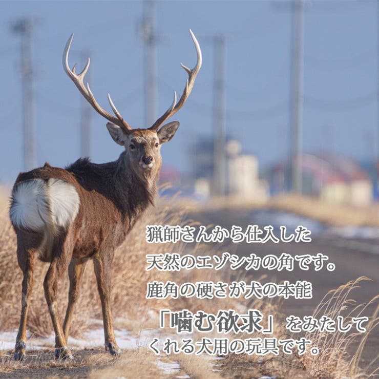 鹿の角 半割 北海道 | K-city | 詳細画像4 