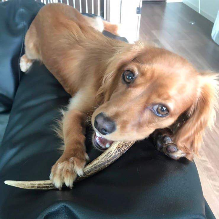 鹿の角 半割 北海道 | K-city | 詳細画像7 