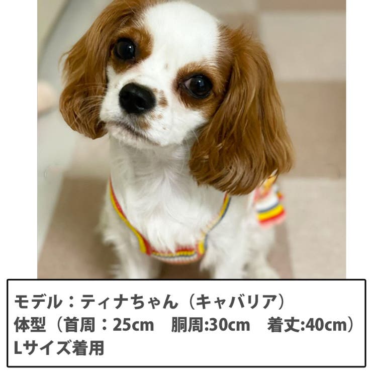 犬 服 犬服 | K-city | 詳細画像2 