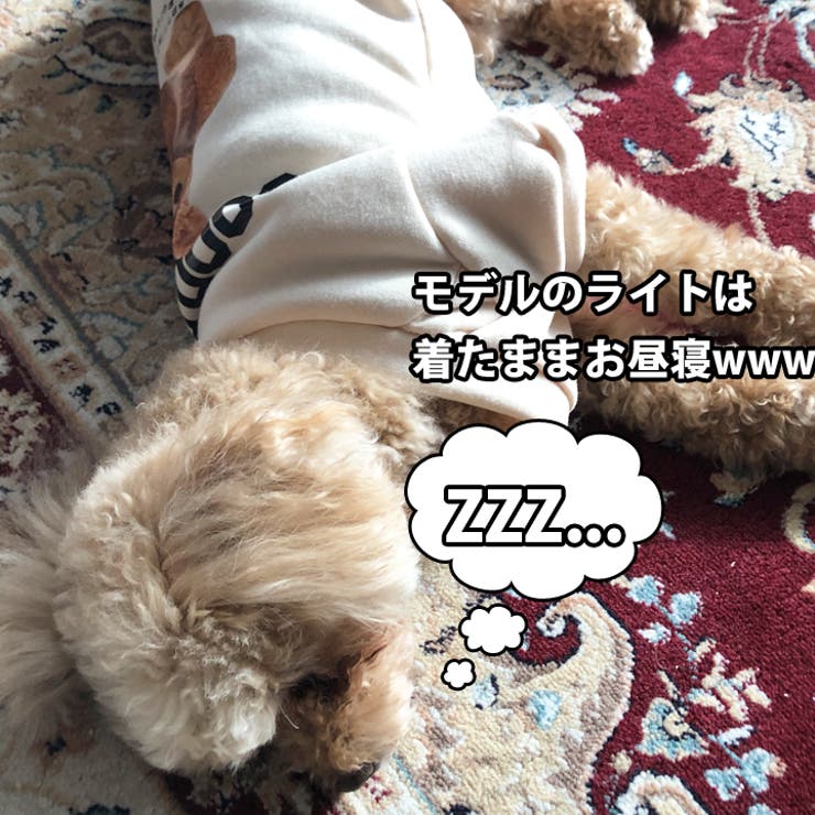 犬 服 犬服 | K-city | 詳細画像7 