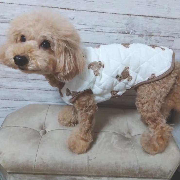 犬 服 犬服 | K-city | 詳細画像4 