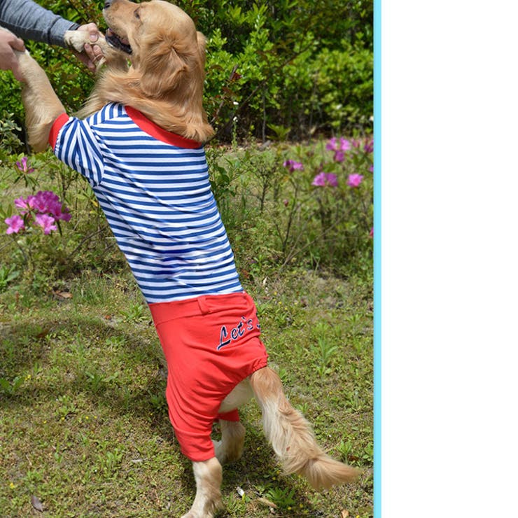 大型犬 犬 服 | K-city | 詳細画像5 