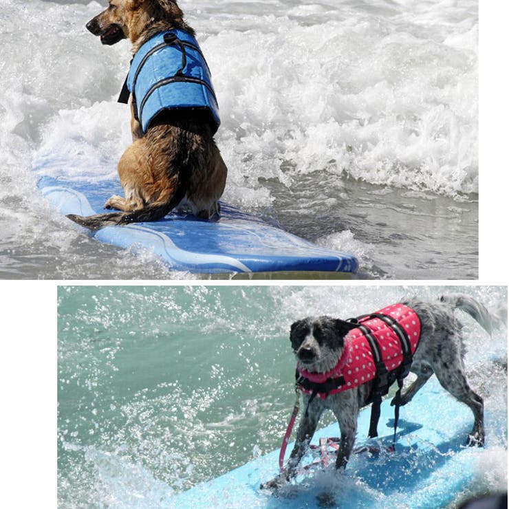 犬 楽天市場】犬靴 ソックスシューズ 防水 防水シューズ 防水