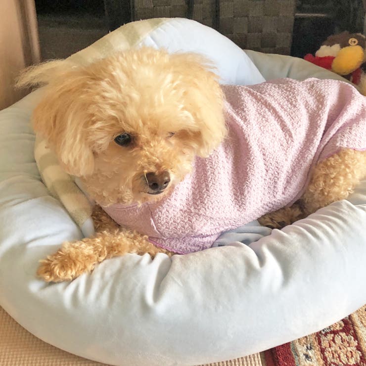 犬 服 犬服 | K-city | 詳細画像5 