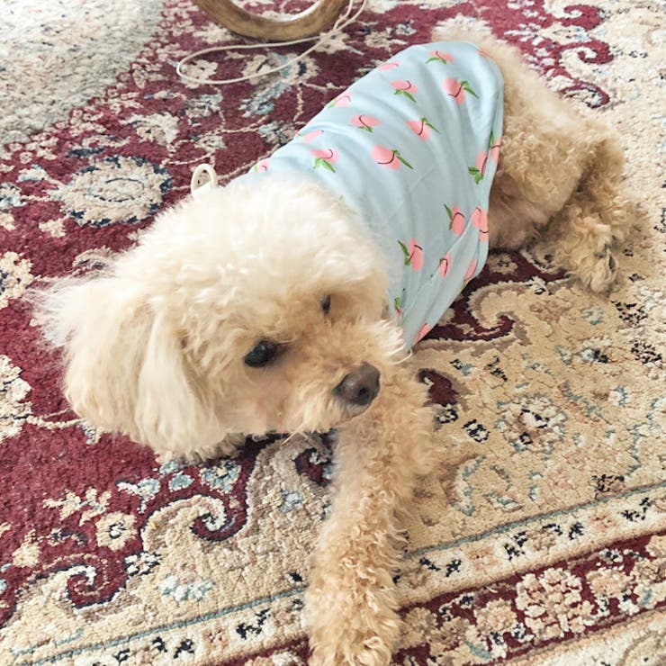 犬 服 犬服 | K-city | 詳細画像5 