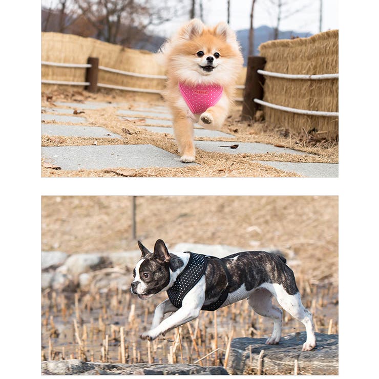 ハーネス ドット柄 犬 | K-city | 詳細画像3 