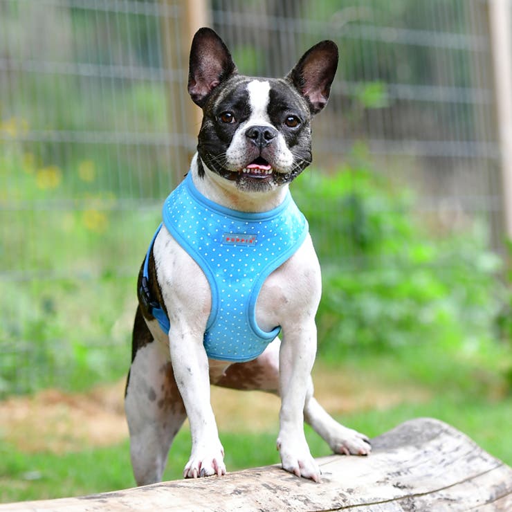 ハーネス ドット柄 犬 | K-city | 詳細画像4 